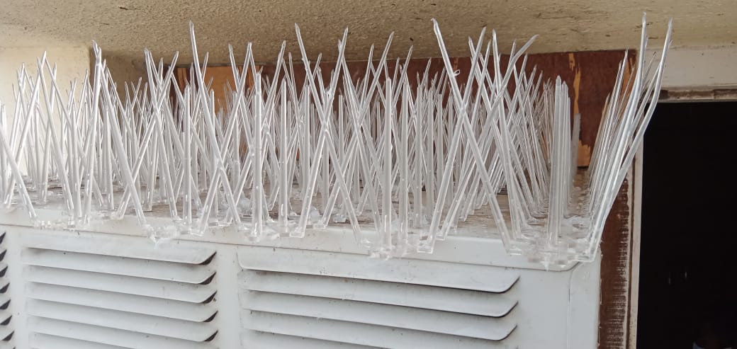 Dog Safety Net in Chennai